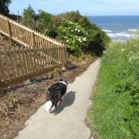 Reighton Sands dog-friendly beach, North Yorkshire - Yorkshire dog-friendly beaches and dog walks