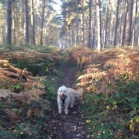 A46 - Oversley Woods dog walk - Alcester, Warwickshire - IMG_0500.JPG