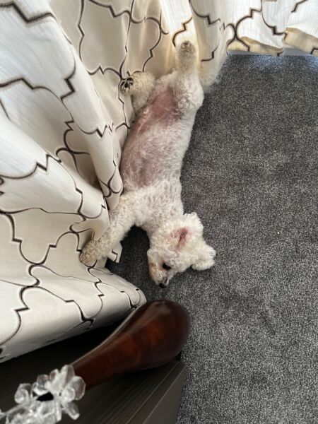 Pip I’m very tired after all todays excitement 