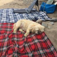 Widemouth dog-friendly beach and dog walk, Cornwall, Cornwall - widemouth dog-friendly beach.jpeg
