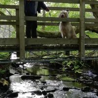 A short dog walk just off the A9 between Dornoch and Golspie, Scotland - IMG_20190618_184921.jpg
