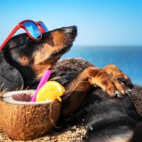 beach dog.jpg