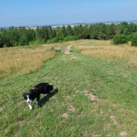 Silverhill Wood dog walks, Nottinghamshire - Dog walk in Nottinghamshire