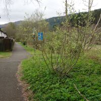 Accessible riverside dog walk and free parking, Scotland - Dog walks and refreshments on the A84