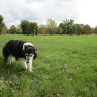 Prospect Park dog walk, Berkshire - Berkshire dog walk