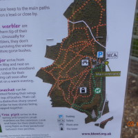 Snelsmore Common Country Park dog walk, Berkshire - Berkshire dog walk