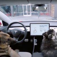 Safe Driving with Dogs in the car.jpg