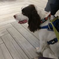 An Talla dog-friendly cafe and walks, Scotland - A8634BE2-815E-4C2A-BE4B-F2661AA19F4F.jpeg