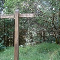 Forest dog walk with waterfalls, Scotland - Cowal peninsula dog walks