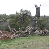 Calke Abbey, Derbyshire - Dog walks in Derbyshire