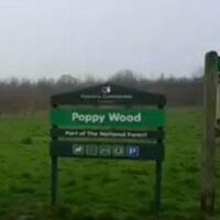 Poppy Wood circular walk, Derbyshire - poppywood.jpg