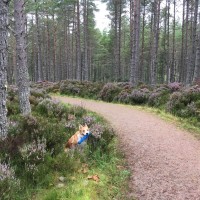 A short dog walk just off the A9 between Dornoch and Golspie, Scotland - IMG_3775.jpg