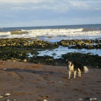 Dumpton Gap dog-friendly beach, Kent - Kent dog-friendly pubs with dog walks