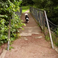 M74 Junction 10 dog walk in Lesmahagow, Scotland - Dog walks in Scotland
