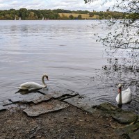 Marbury dog walks near Comberbach, Cheshire - IMG_20191012_143434.jpg