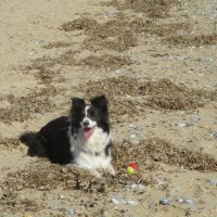 Caister-on-Sea dog-friendly North Beach, Norfolk - Norfolk dog-friendly beach
