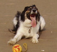 Seaton Carew dog-friendly beach, County Durham - Dog walks in County Durham