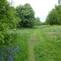 The Old Racecourse dog walk near Oswestry, Shropshire - Dog walk near Oswestry