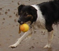 Musselburgh dog-friendly beach, Scotland - Dog walks in Scotland
