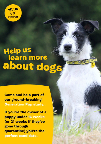 Calling new puppy owners! Join Generation Pup - Driving with Dogs