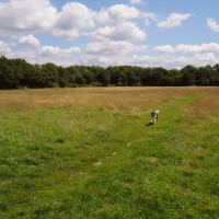 M3 Junction 1 dog walks on the heath, Greater London - Dog walks in Greater London