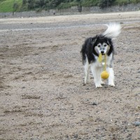 Freshwater East dog-friendly beach Pembrokeshire, Wales - Dog walks in Wales