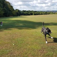 Sheffield dogwalking - Graves Park, Yorkshire - 40020450_10155362305411330_3713983973198659584_n.jpg