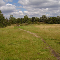 M3 Junction 1 dog walks on the heath, Greater London - Dog walks in Greater London