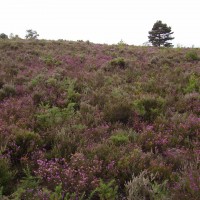 Craigend dog walk, near Glasgow, Scotland - Dog walks in Scotland