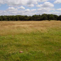 M3 Junction 1 dog walks on the heath, Greater London - Dog walks in Greater London