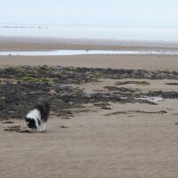 Energy Coast dog-friendly beach, Cumbria - Cumbria dog-friendly beaches