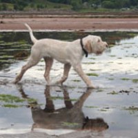 Applecross dog-friendly beach, Scotland - Dog walks in Scotland