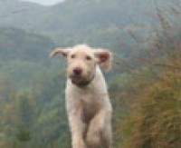 Bennachie dog walk near Inverurie, Scotland - Dog walks in Scotland