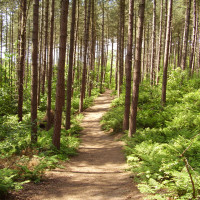 Blidworth Woods dog walk, Nottinghamshire - Dog walks in Nottinghamshire