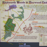 Blidworth Woods dog walk, Nottinghamshire - Dog walks in Nottinghamshire