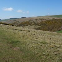 Southern upland way dog walk, Scotland - Dog walks in the Scottish Borders