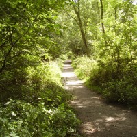 M1 Junction 15 Forest dog walks, Northamptonshire - Dog walks in Northamptonshire