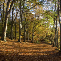 Sulham Hill dog walk, Berkshire - Berkshire dog walk