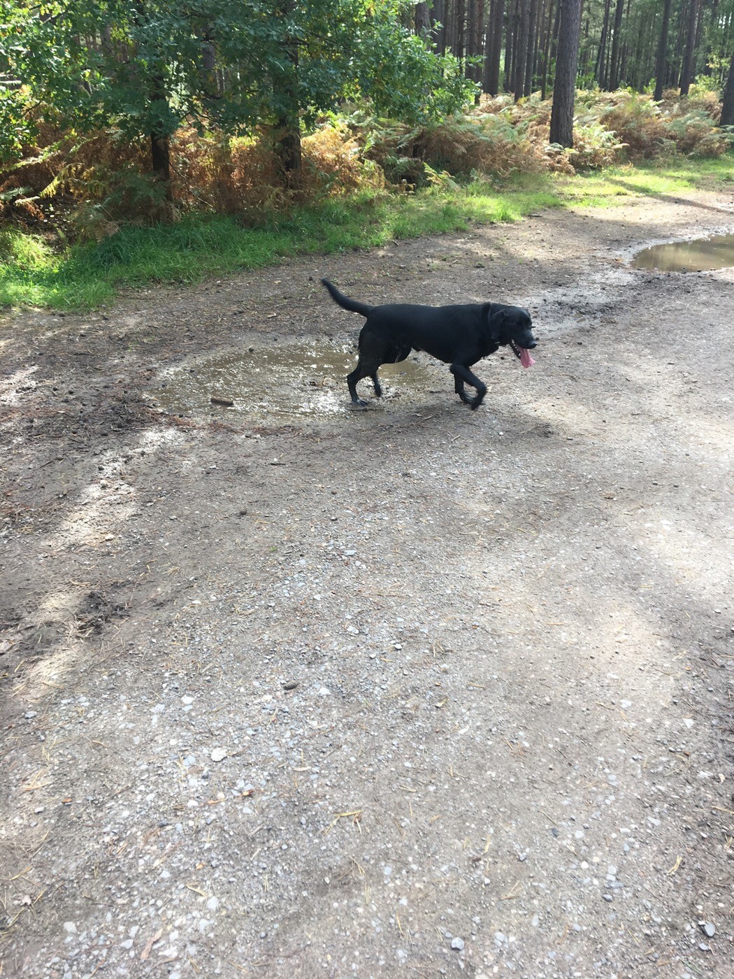 Woodland dog walk near Farnham, Surrey Driving with Dogs