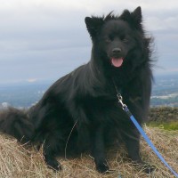 Werneth Low dog walks near Hyde, Cheshire - Dog walks in Cheshire