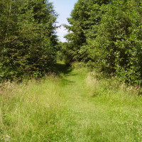 Mill Lakes dog walk, Bestwood, Nottinghamshire - Dog walks in Nottinghamshire