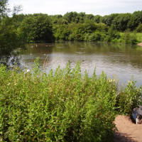 Mill Lakes dog walk, Bestwood, Nottinghamshire - Dog walks in Nottinghamshire