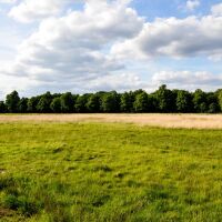 Wimbledon Common dog walks, Greater London - Wimbledon Common dog walks