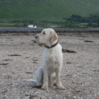 Applecross dog-friendly beach, Scotland - Dog walks in Scotland