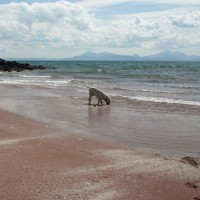 Applecross dog-friendly beach, Scotland - Dog walks in Scotland