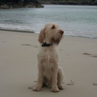 Bostadh dog-friendly beach on the Isle of Lewis, Scotland - Dog walks in Scotland