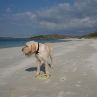 Traigh na Beirigh dog-friendly beach on the Isle of Lewis, Scotland - Dog walks in Scotland