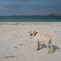 Traigh na Beirigh dog-friendly beach on the Isle of Lewis, Scotland - Dog walks in Scotland