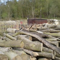 Out Woods dog walk near Loughborough, Leicestershire - Dog walks in Leicestershire