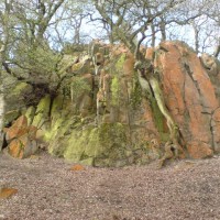 Out Woods dog walk near Loughborough, Leicestershire - Dog walks in Leicestershire